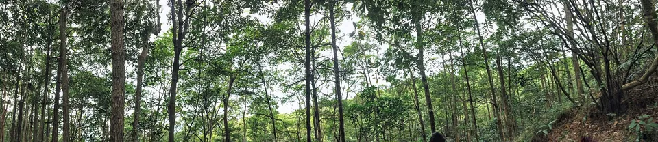 A wide panorama of tall slender trees on a wooded slope.