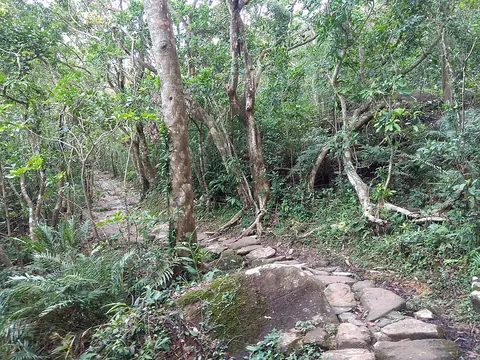 MacLehose Trail Section 4 near Buffalo Hill